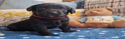 Springador dogs for sale: BEAUTIFUL SPRINGADOR PUPPIES - Advert 23
