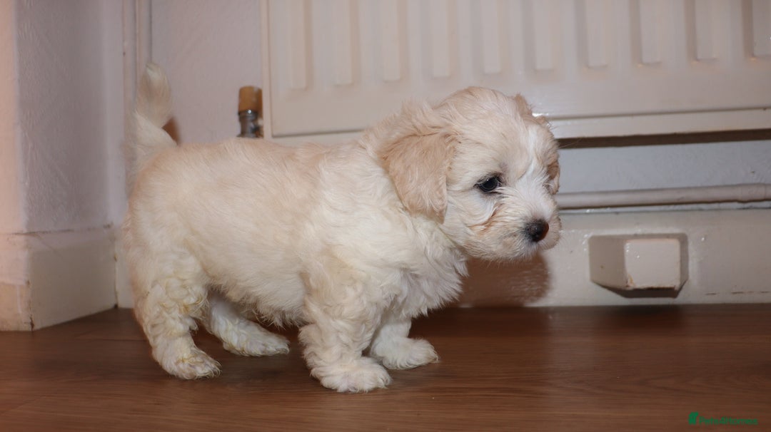 Havanese dogs for sale: Havanese - Advert 3