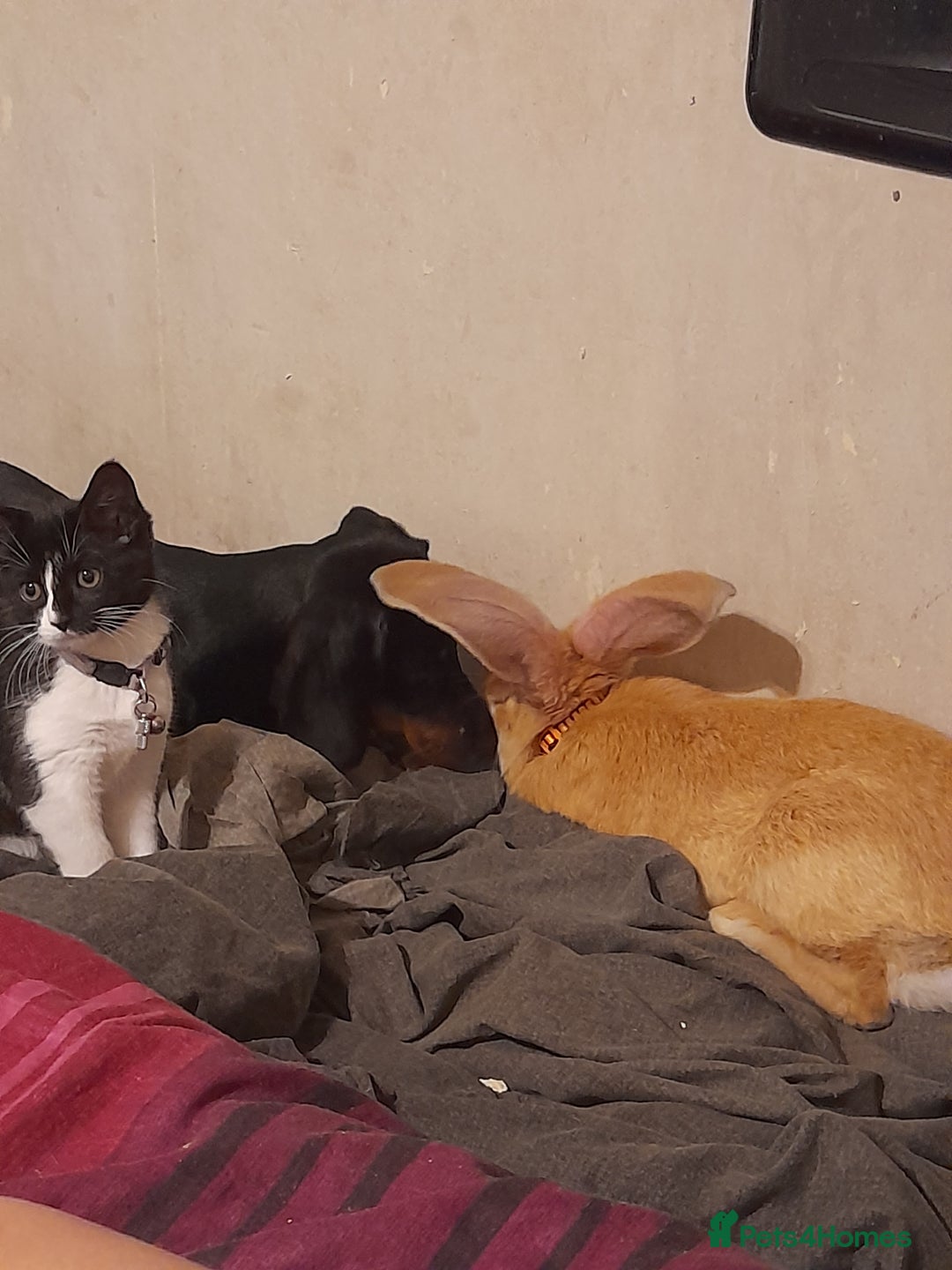 Continental Giant rabbits for sale: Continental rabbit  - Advert 13