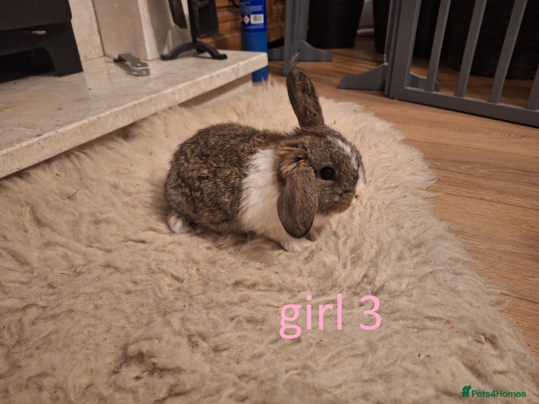 Mixed Breed rabbits for sale: 4 Beautiful minilop/lop baby rabbits 1 boy 3 girls - Advert 5