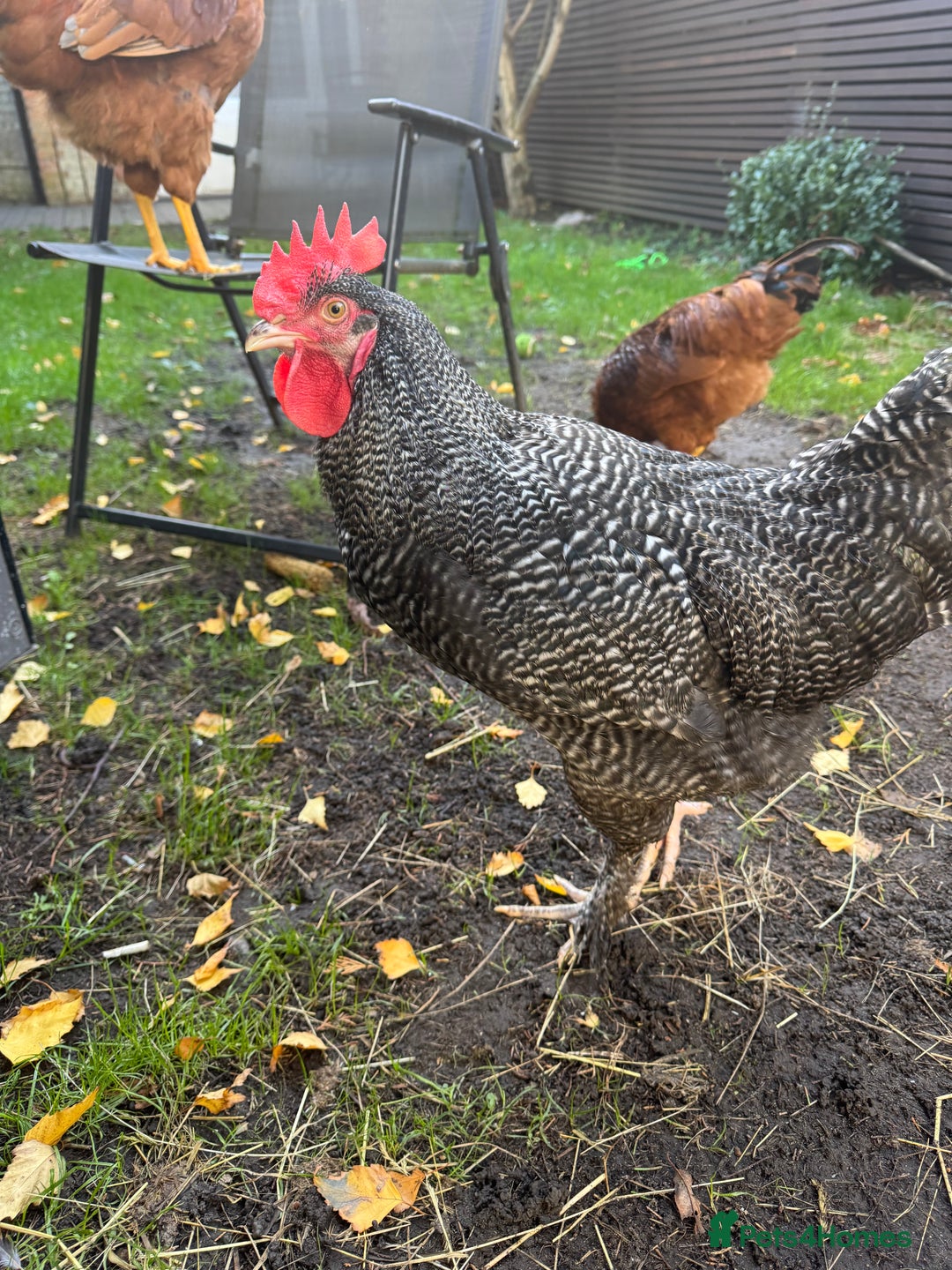 Chickens poultry for sale: For free urgent  - Advert 2