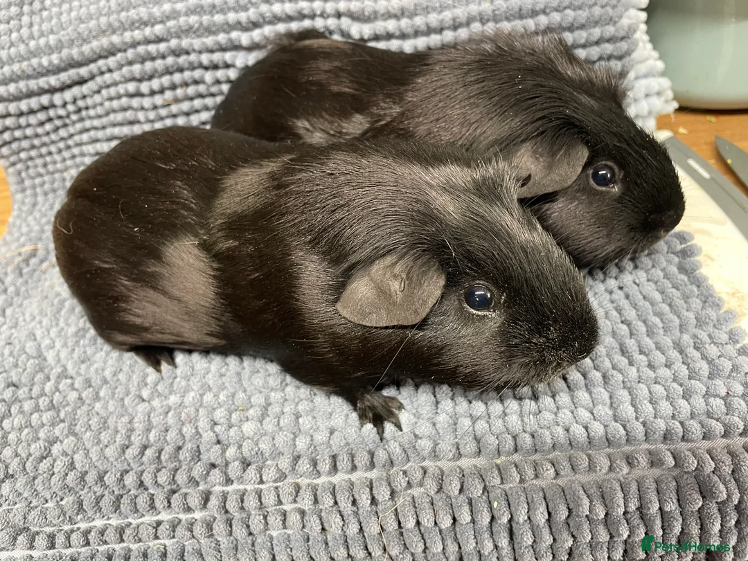 Guinea Pig rodents for sale: Black Smooth Haired Boys - Advert 2