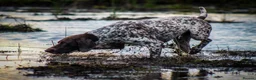 German Shorthaired Pointer dogs for sale: Outstanding versatile German Shorthaired Pointers - Advert 8
