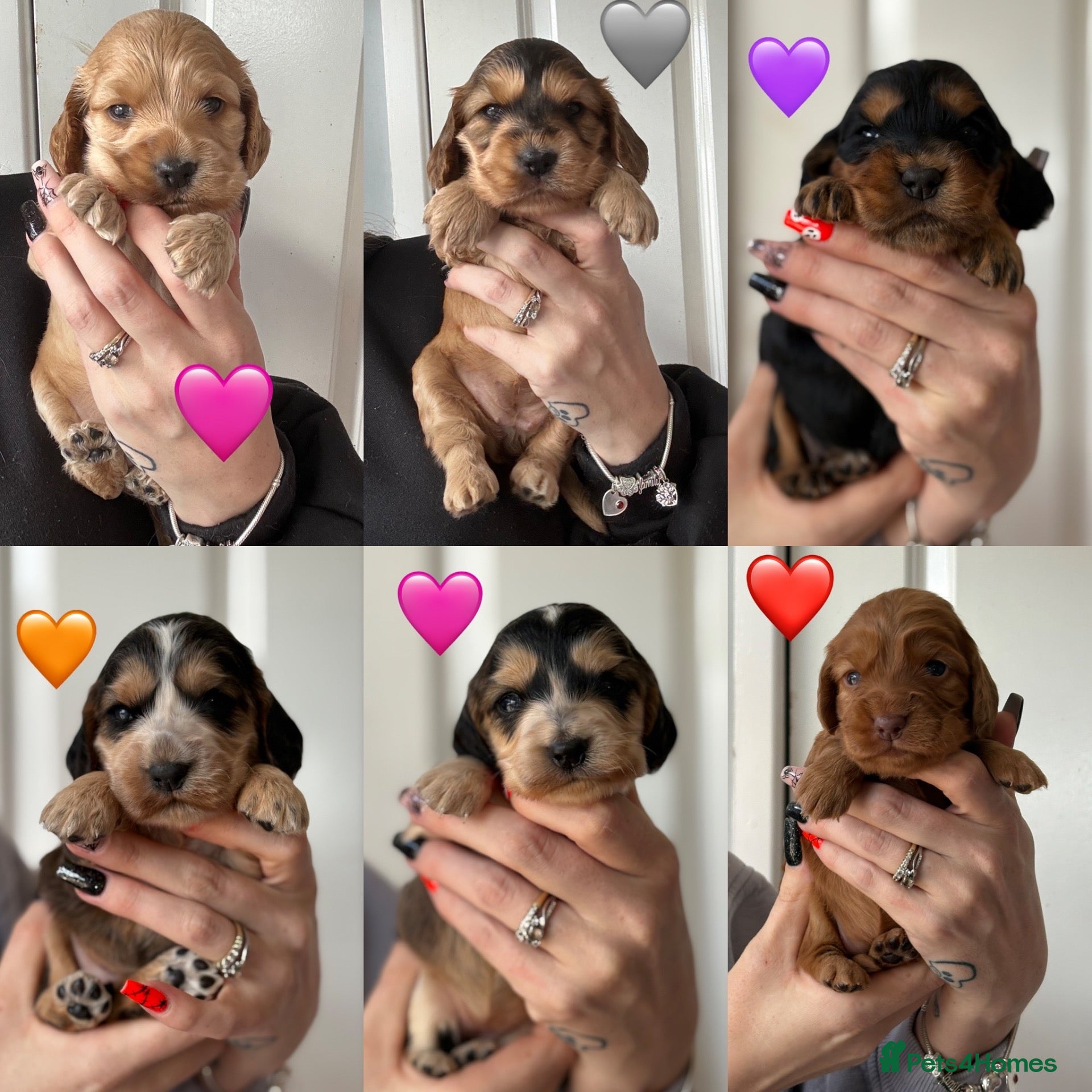 Cocker Spaniel dogs Gorgeous KC Show Cocker Spaniel Puppies  - Advert 2