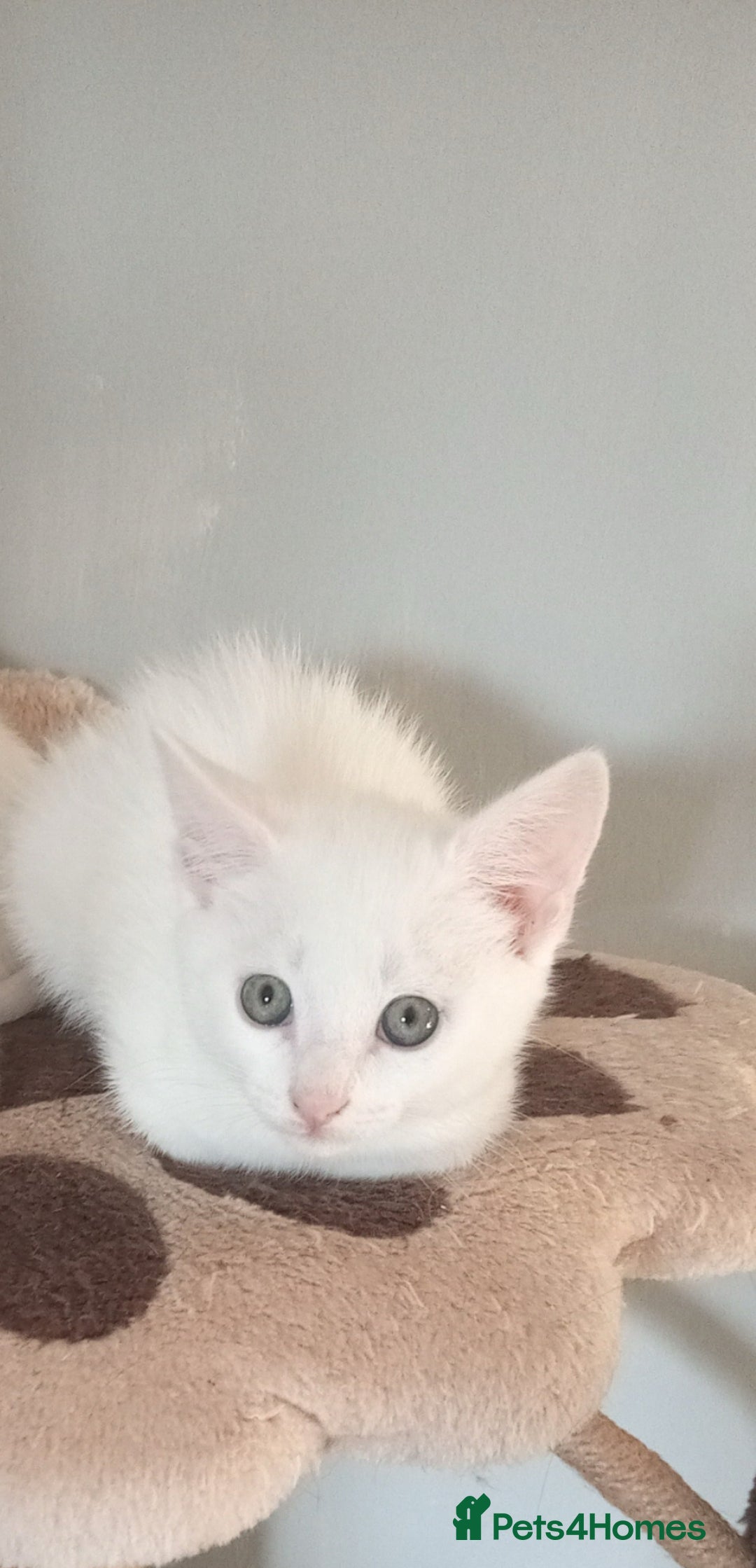 Mixed Breed cats for sale: MIXED BREED TURKISH ANGORA MALE FOR SALE😍 - Image 4