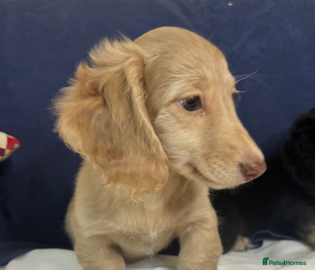 Miniature Dachshund dogs for sale: Miniature long haired cream dachshund. KC reg/PRA - Image 16