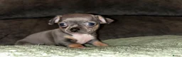 Chihuahua dogs for sale: Beautiful blue tri chihuahua puppies  in Brighton - Advert 13