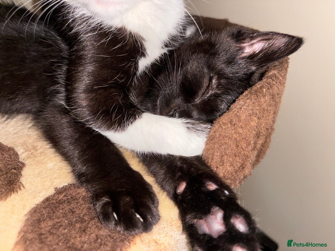 Mixed Breed cats for sale: Kittens - Image 3