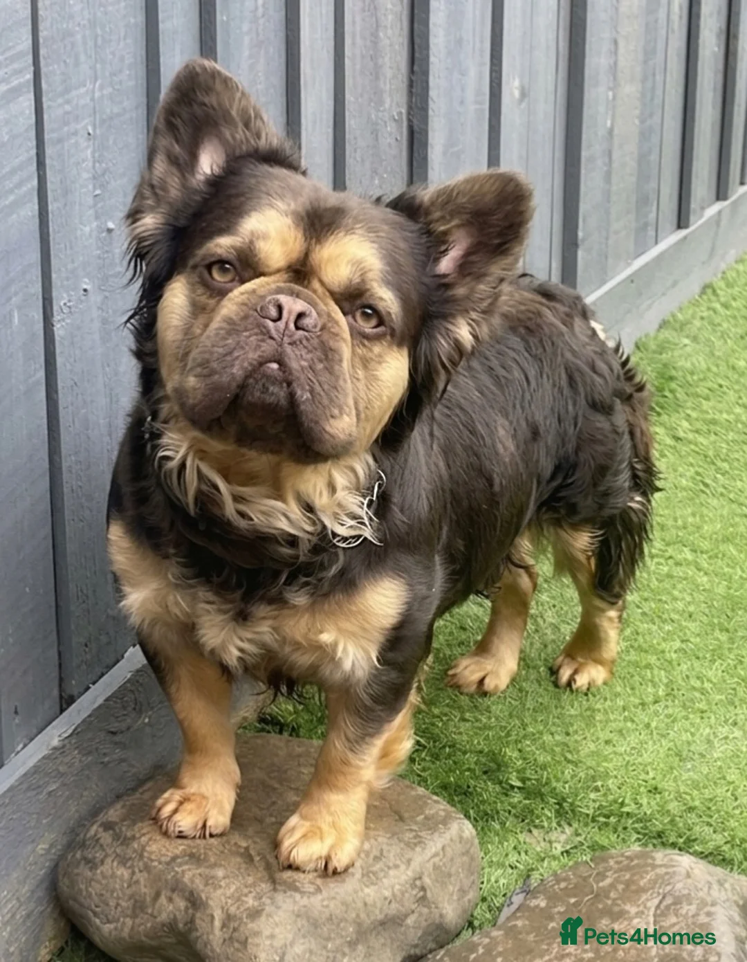 French Bulldog dogs for sale: Chocolate & Tan fluffy French Bulldog  - Advert 1