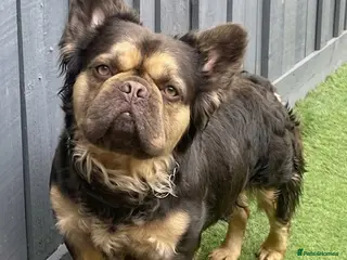 French Bulldog dogs Chocolate & Tan fluffy French Bulldog - Advert 5