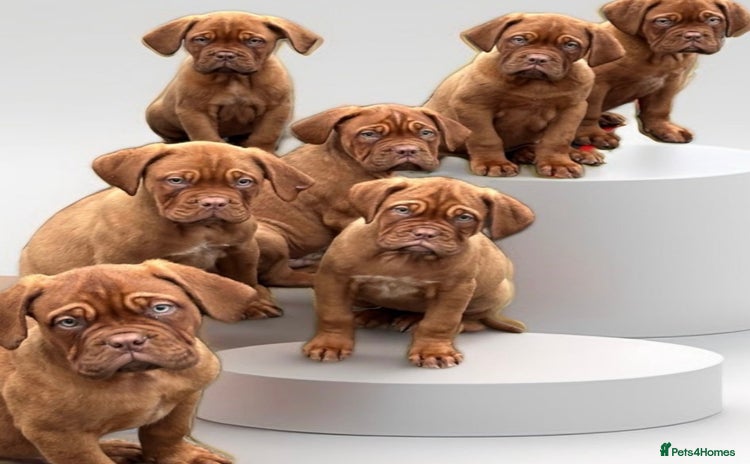 Dogue De Bordeaux dogs - Advert 1