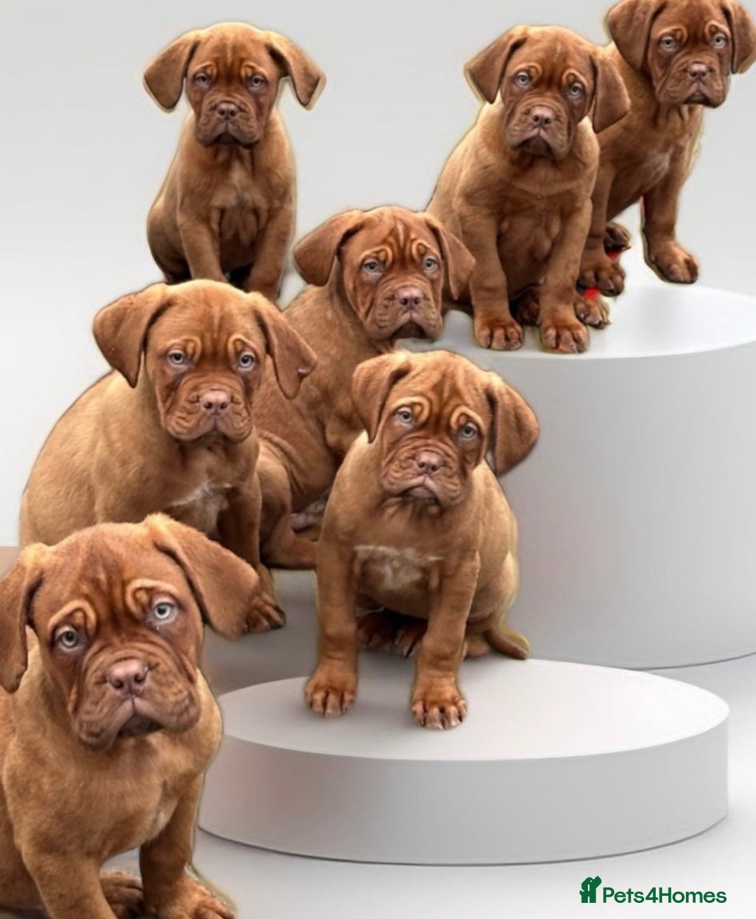 Dogue De Bordeaux dogs for sale: High quality Dogue de Bordeaux - Image 1