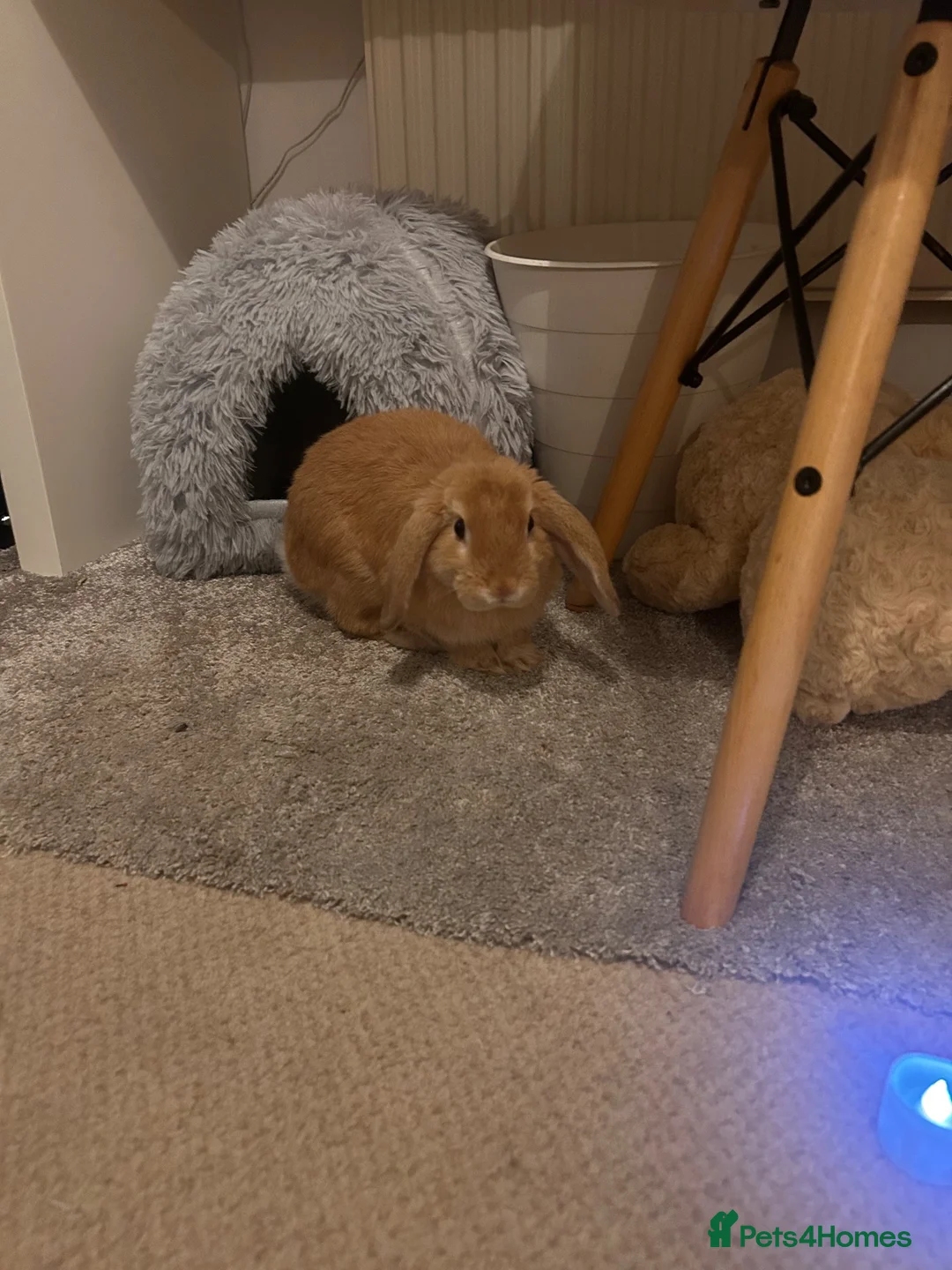 Mini Lop rabbits for sale: Loving mini lop  in Witney - Advert 5