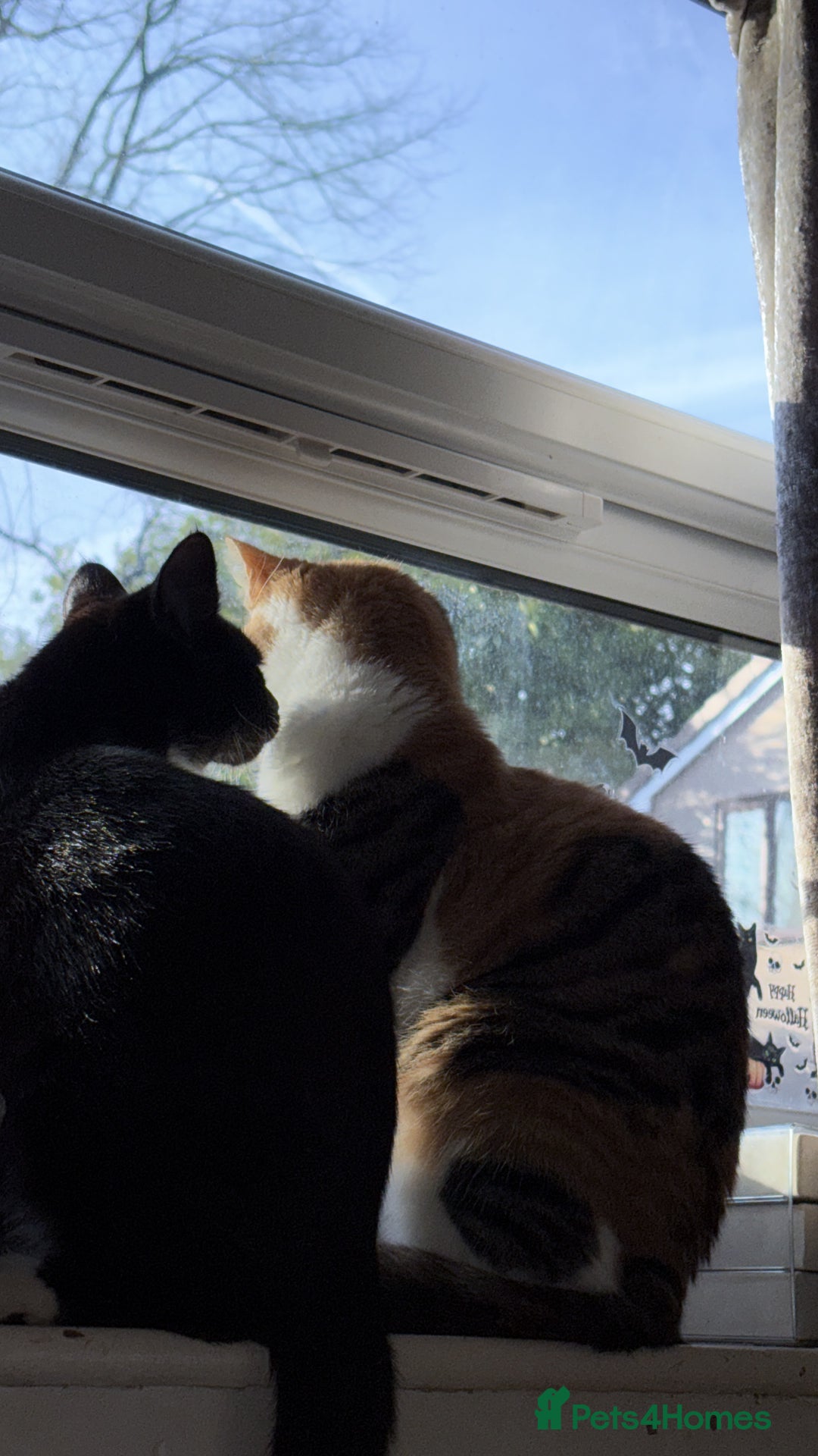 Domestic Shorthair cats for sale: Rescue cats- 20 in total rescued  - Advert 12