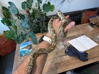 King Snake reptiles Florida King Snake - Advert 1