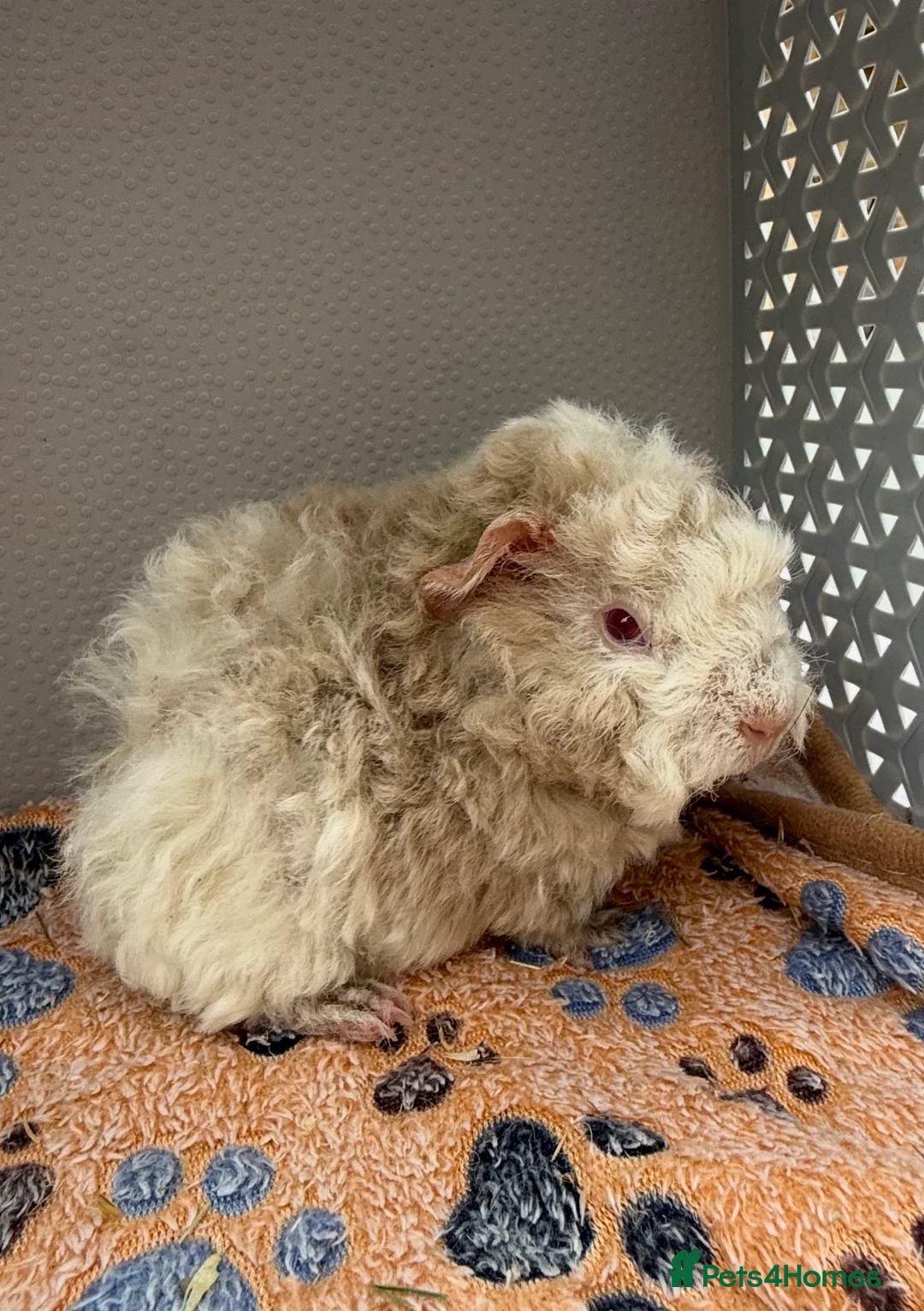 Guinea Pig rodents for sale: Texel Guinea Pig Boars  in Kettering - Advert 1