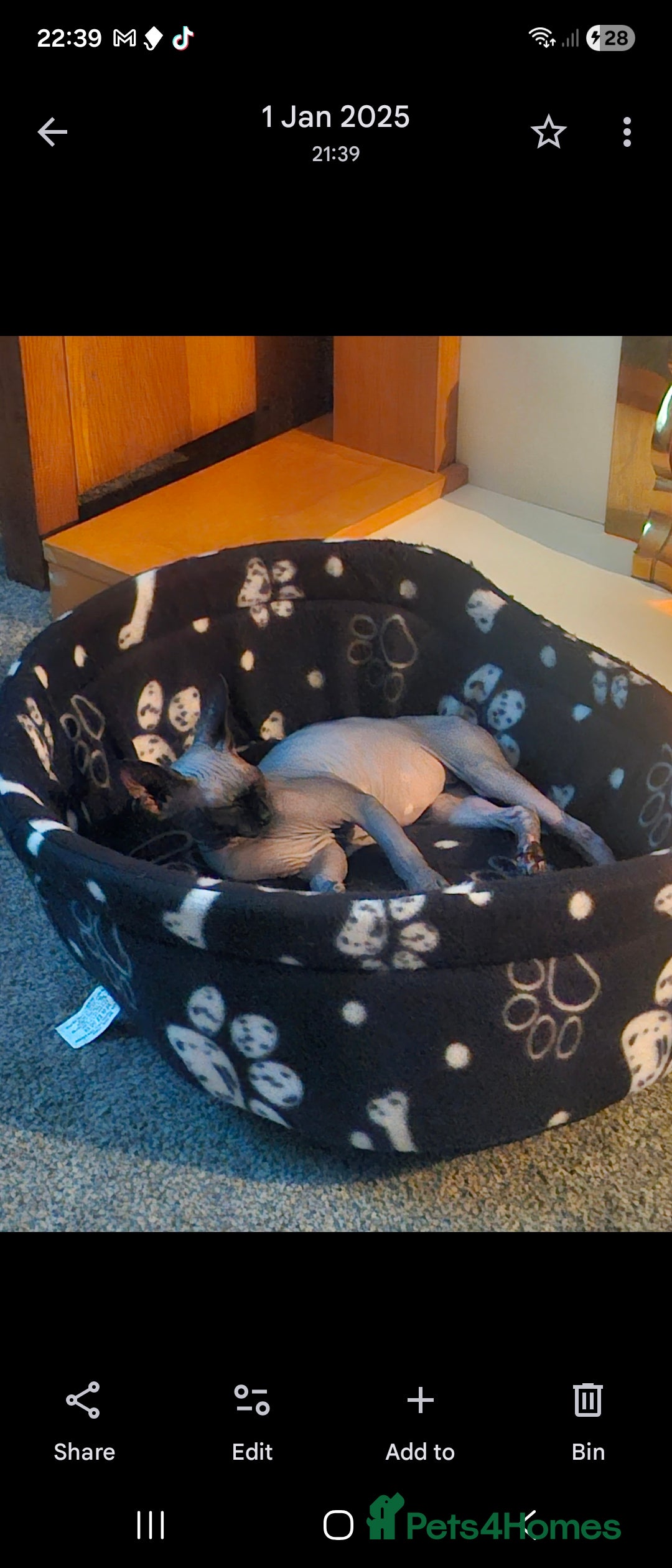 Sphynx cats for sale: 1 year old male sphynx  - Advert 16