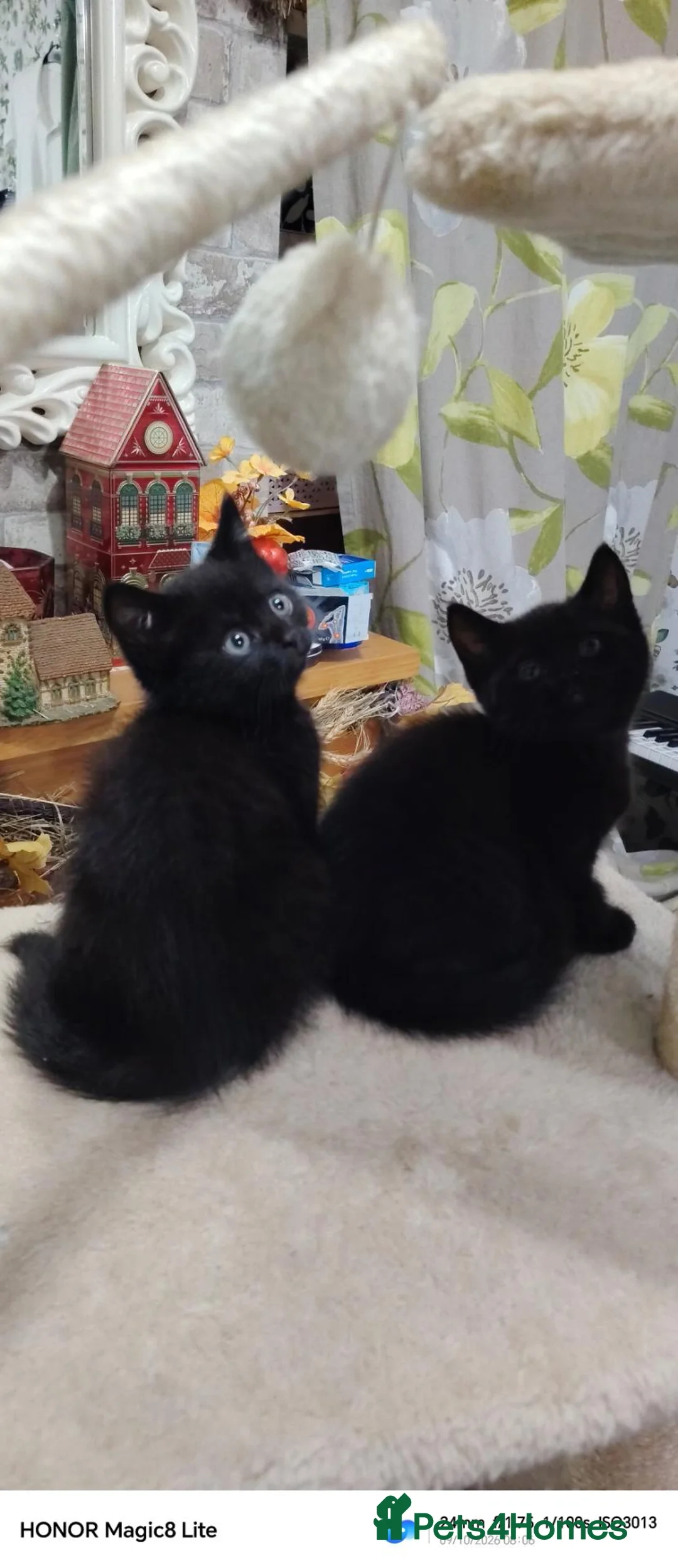 British Shorthair cats for sale: Beautifull kitten  - Advert 7