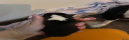Boston Terrier dogs for sale: 5 Outstanding Wildax & Skin Deep  - Advert 11