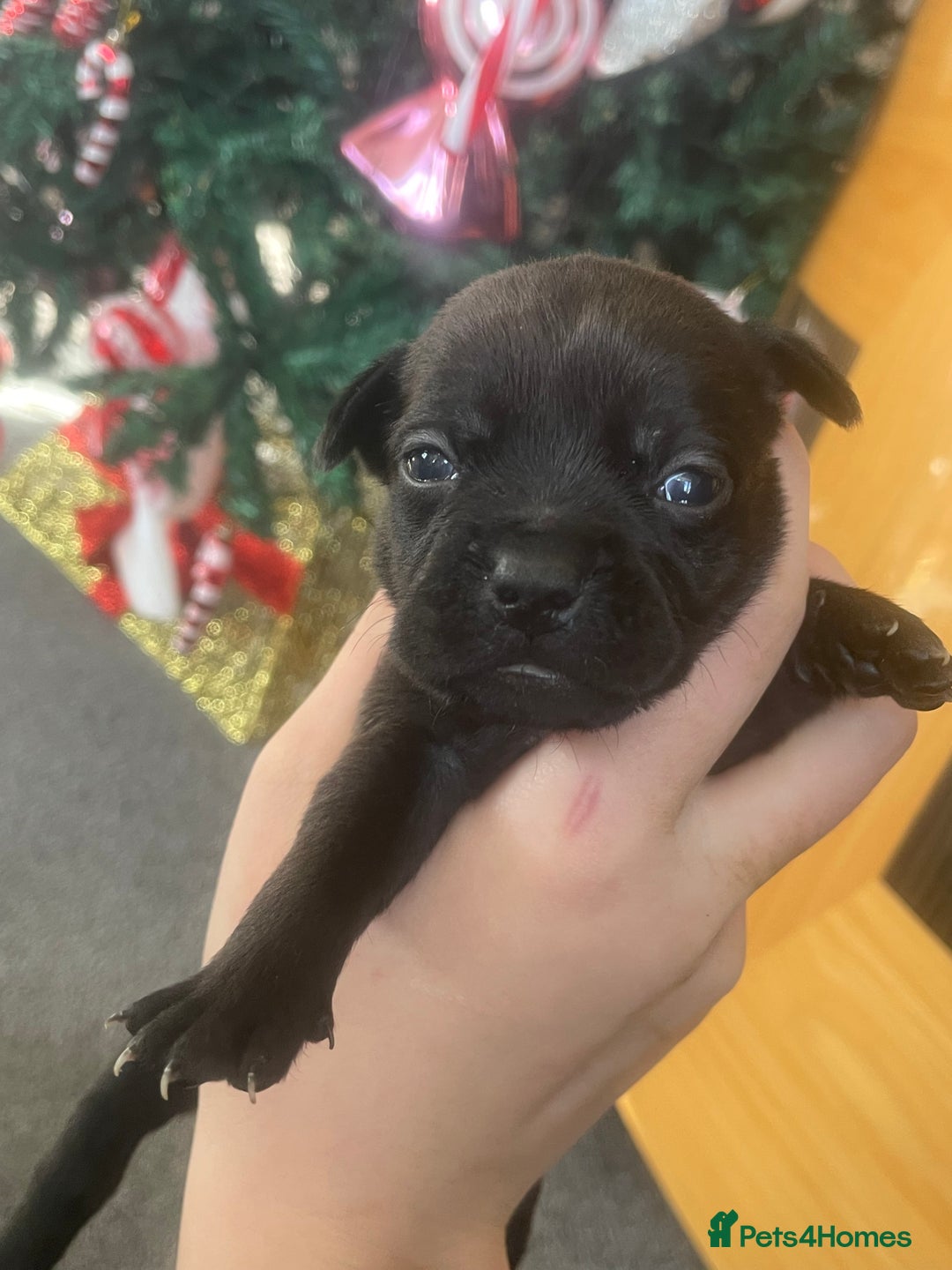 Mixed Breed dogs for sale: Bodeguero Andaluz x French Bulldog Puppies  - Advert 23