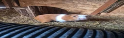 Guinea Pig rodents for sale: Mixed age guinea pigs  - Advert 2