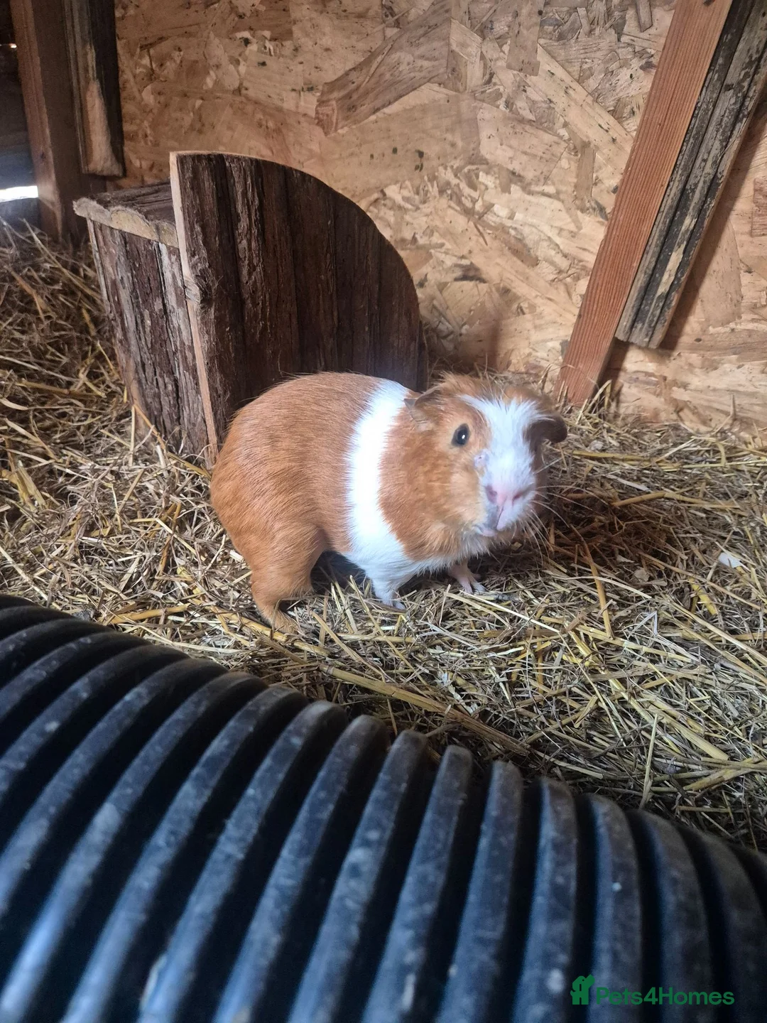Guinea Pig rodents for sale: Mixed age guinea pigs  - Advert 2