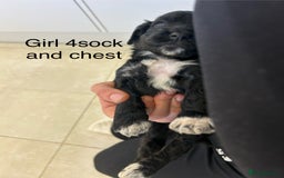 Cockapoo dogs for sale: Beautiful cockapoos  - Image 18