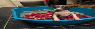 Italian Greyhound 4
