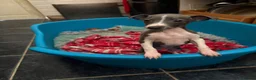 Italian Greyhound dogs for sale: Italian Greyhound puppies ready to leave  - Advert 15