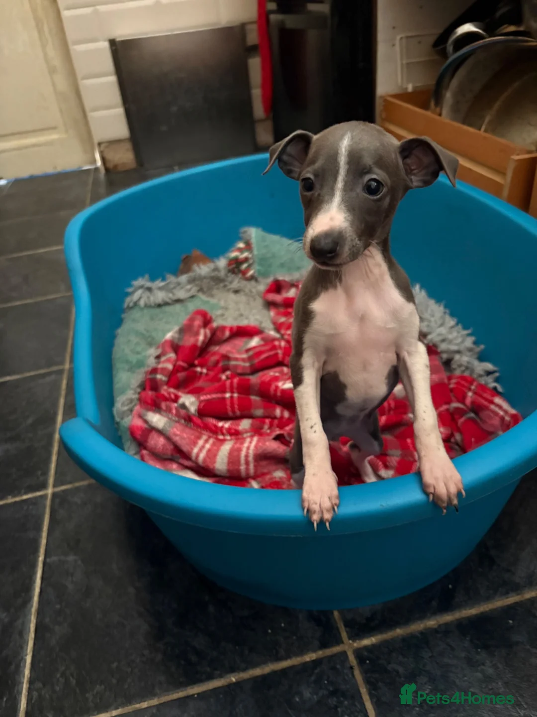 Italian Greyhound dogs for sale: Italian Greyhound puppies ready to leave  - Advert 15