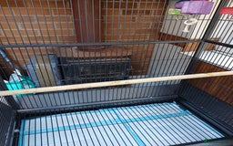 Macaws birds for sale: Blue & Gold Macaw For Sale - Image 31