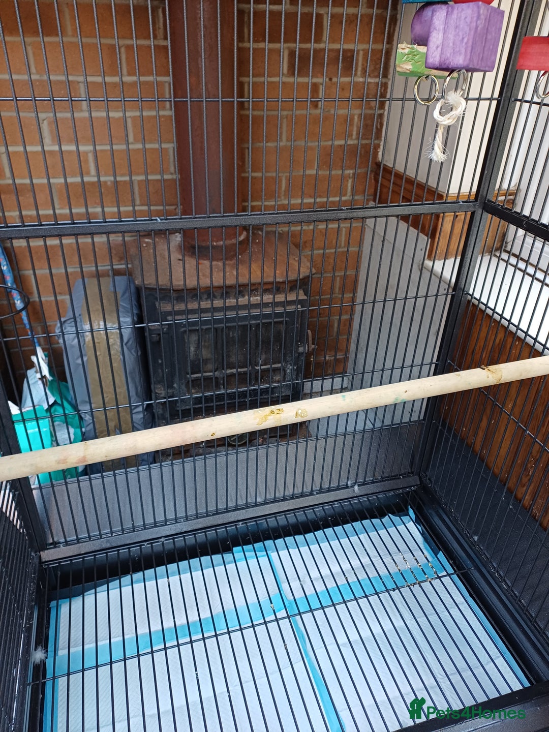 Macaws birds for sale: Blue & Gold Macaw For Sale - Image 31