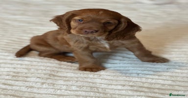 Cocker Spaniel dogs - Advert 5