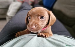 Miniature Dachshund dogs for sale: Miniature dachshund  - Image 14