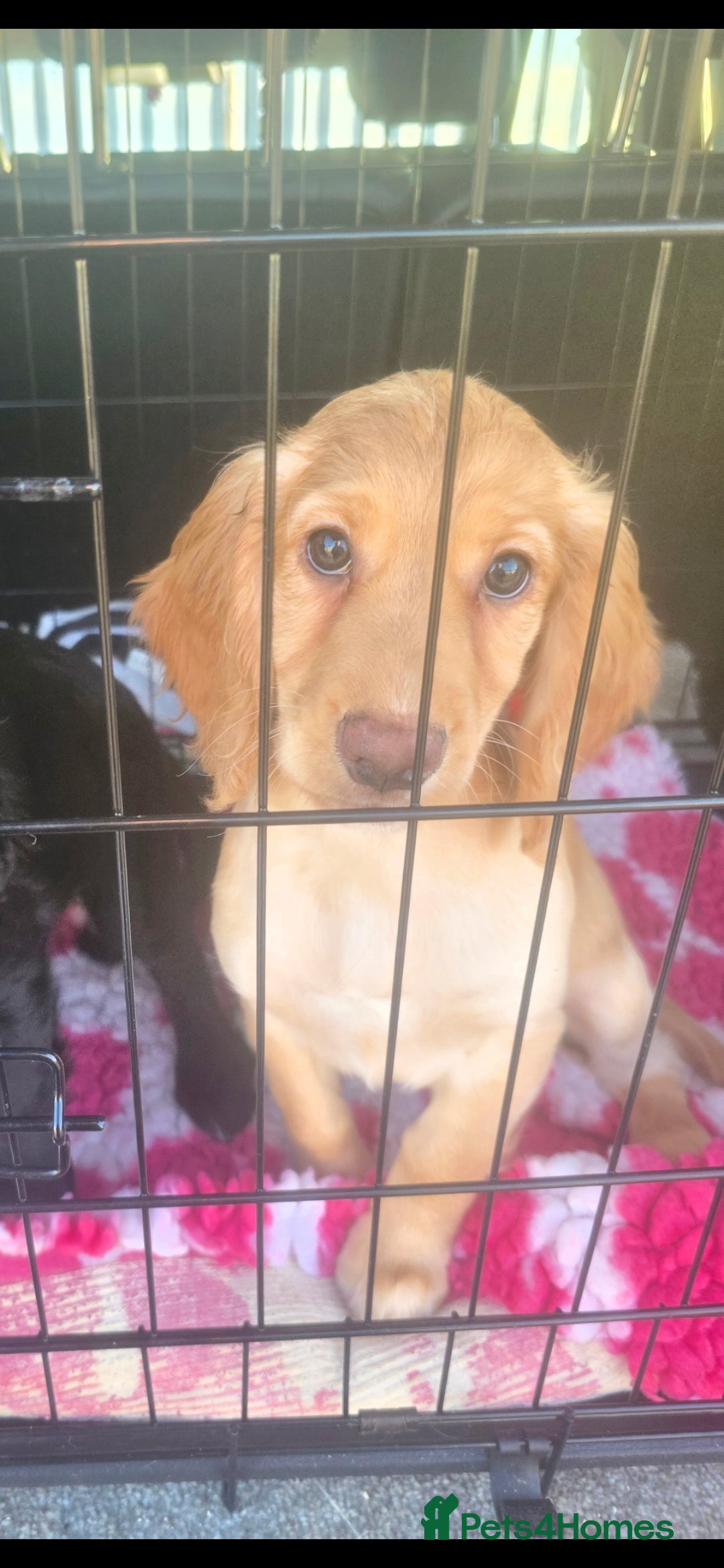 Cocker Spaniel dogs for sale: Golden Working Cocker Spaniel - Advert 1