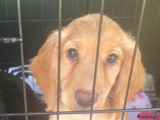 Cocker Spaniel dogs Golden Working Cocker Spaniel - Advert 18