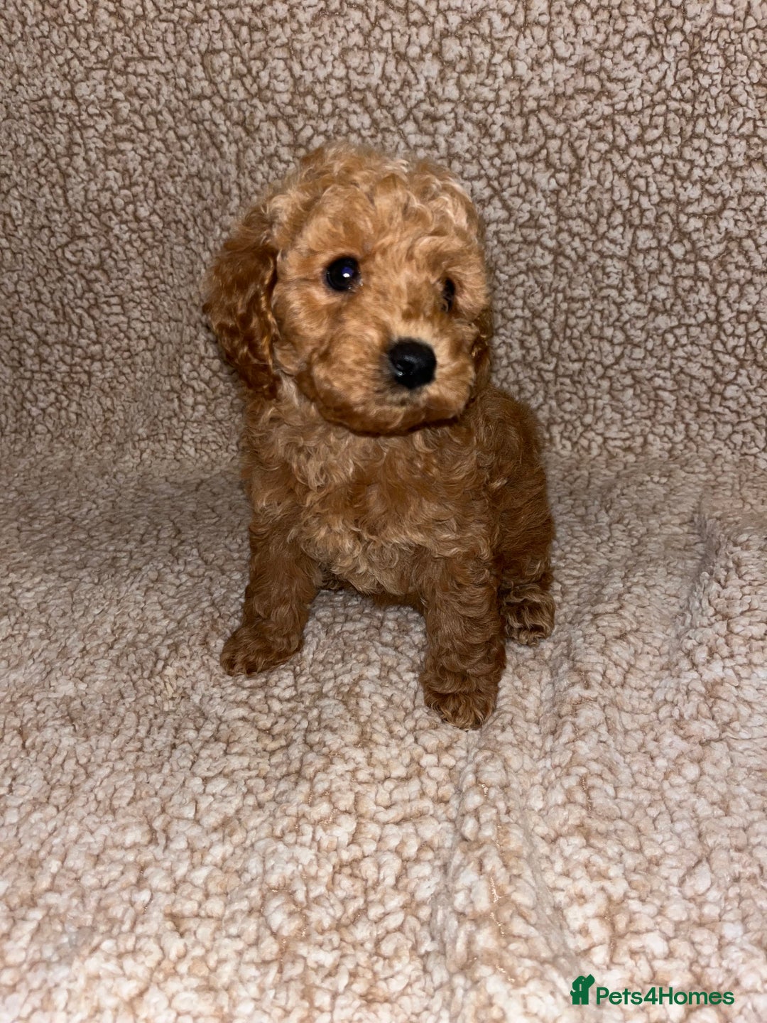 Cavapoochon dogs for sale: Beautiful cavapoochon baby’s  - Advert 3