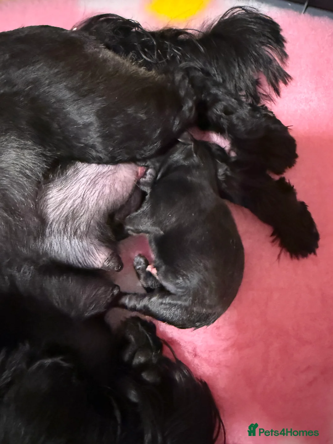 Shih Tzu dogs for sale: Beautiful Black Imperial Shih Tzu Female  - Advert 2