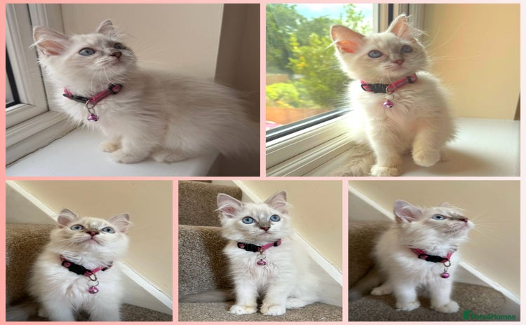 Ragdoll cats - Advert 1