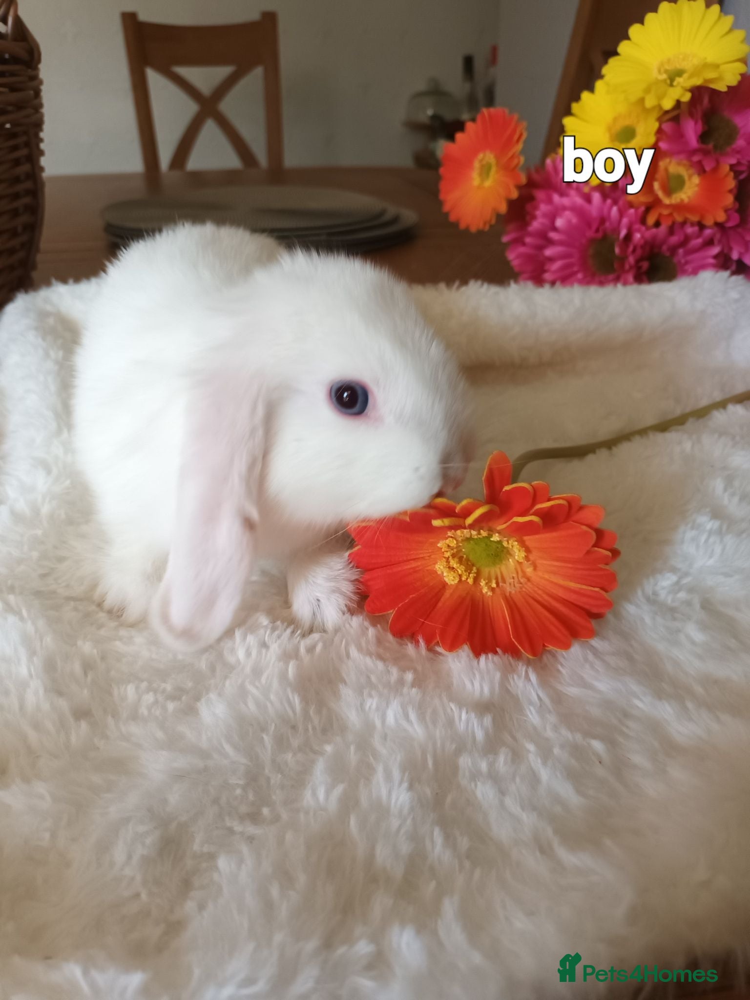 Mini Lop rabbits Beautiful mini lops  - Advert 16
