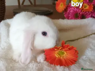Mini Lop rabbits Beautiful mini lops - Advert 1
