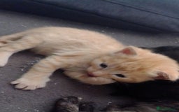 Mixed Breed cats for sale: mixed breed kittens  - Advert 5