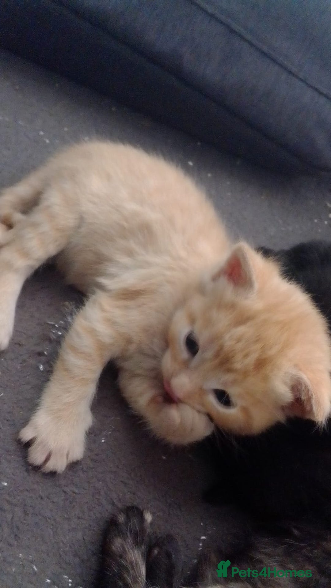 Mixed Breed cats for sale: mixed breed kittens  - Advert 5