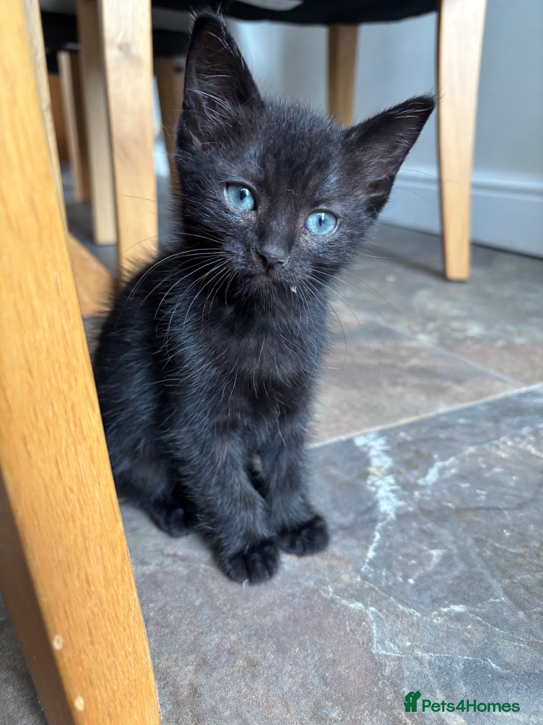 Russian Blue cats for sale: Russian Blue x Ragdoll Kittens - Image 8