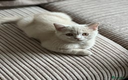 British Shorthair cats for sale: Exc   champion line - Image 25