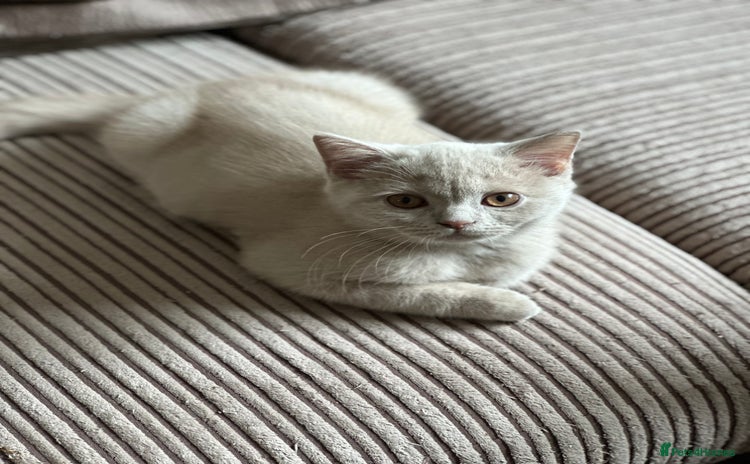 British Shorthair cats - Advert 1