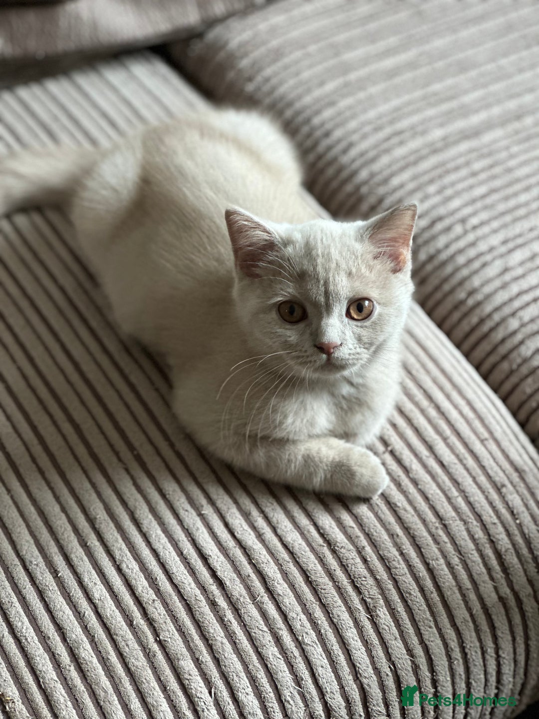 British Shorthair cats for sale: Exc   champion line - Image 25
