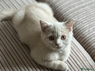 British Shorthair cats - Advert 14