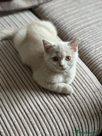 British Shorthair cats - Advert 9