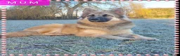 German Shepherd dogs for sale: Stunning babys - Advert 3